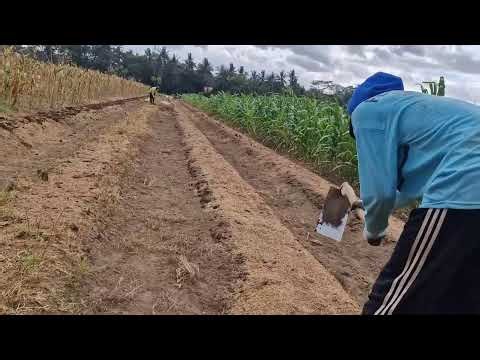 SIMPLE FARM TOOL MAKES DIGGING SO EASY! A BRILLIANT IDEA FROM A SMART FARMER! - Agricultural Farming