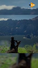 Did that deer just try a stale grab?