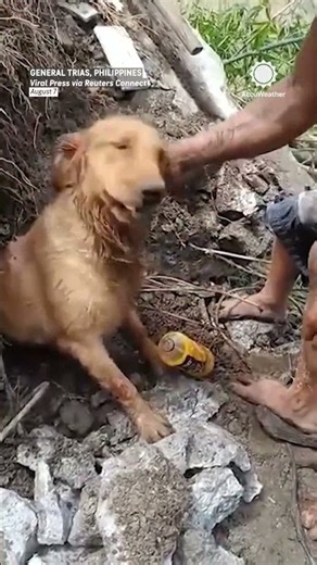Golden Retriever Rescued After 3 Days Under Landscape Rubble #news #weather #viral