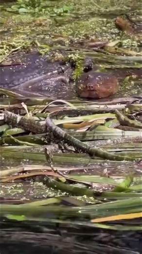 Caught this local Soft-Shell Turtle playing peek-a-boo during our tour