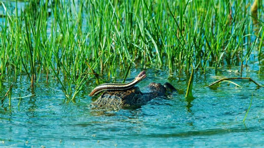 Florida gators are now hunting invasive pythons in Everglades showdown