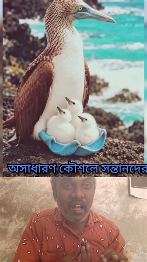 parvai kala kunda marchu #AIWildlife #Wildlife #Birds #BirdLovers #Nature #NatureLovers #AnimalLover
