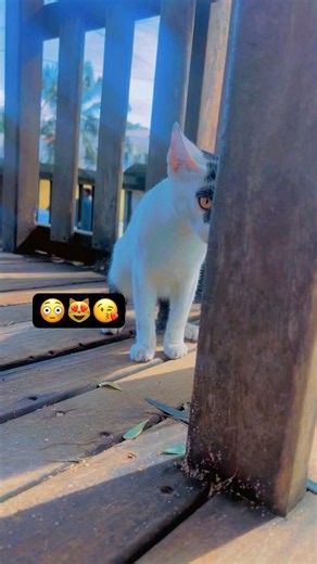😺✨ Snow’s Gentle Jump Down and Cozy Relaxation