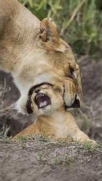 Mother Lionesses Caring for Their Newborn Cubs | Maasai Mara National Reserve