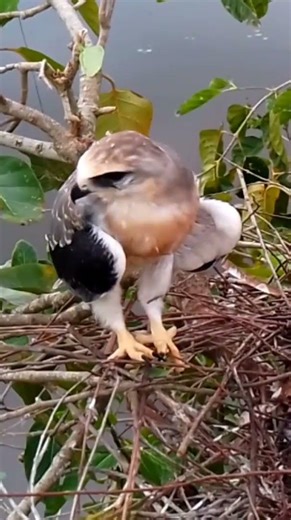 Black winged kite All the baby birds are waiting for their mother to find a mouse to eat 3