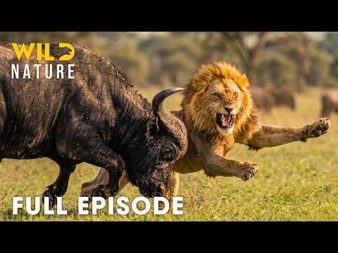 African Savannah | Nature’s Deadliest Fight for Survival | FULL EPISODE | Wildlife Documentary
