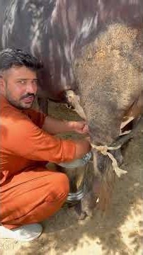 Live milking cow | dairy farming | cow for sale 03248182000