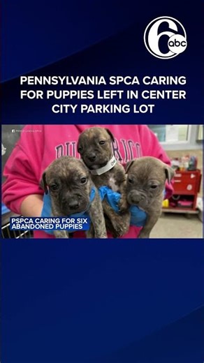 Pennsylvania SPCA caring for puppies left in Center City parking lot