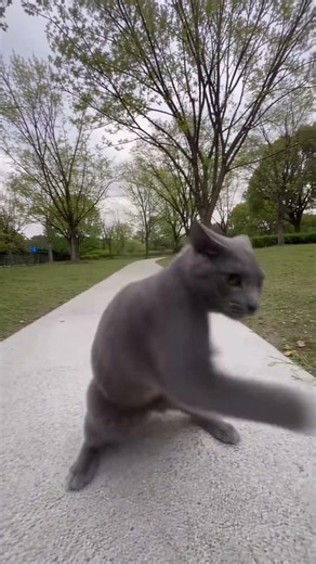 Oh My God😰Wait for end😳 This Cat Stood Up And Started Boxing🥊