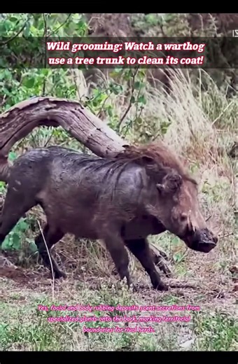 Parasite Defense: How Warthogs Clean Their Dense Hides