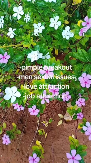 #trend #thokozagogo #dlow