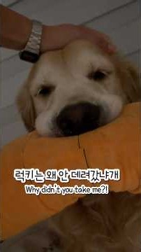 놀라운 광경ㅋㅋㅋ 밥 먹다 멈춘 대형견… 처음 봄