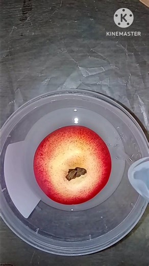 How to Make a Silicone Mold Using a Foam Apple | Easy DIY Mold Making Tutorial