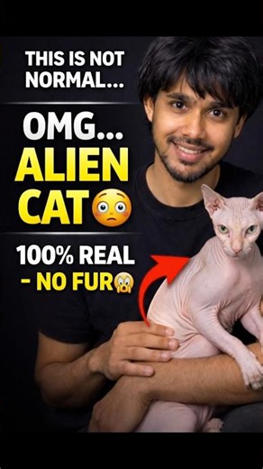 “OMG… This ‘Alien’ Cat Is 100% Real 😳 (No Fur Cat Explained)#cat #sphynxcat #aliencat #weirdanimals