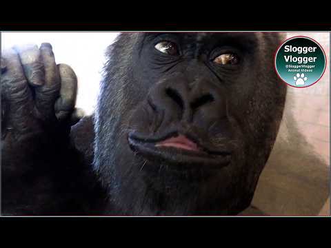 Oumbi’s Grunt Telling Keepers to Hurry Up