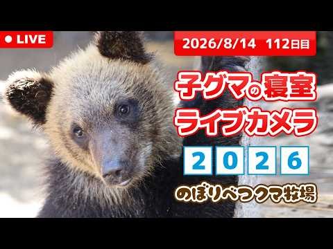 8月14日 子グマの寝室ライブカメラ のぼりべつクマ牧場