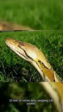 The World's Longest Snake — Nature Vault