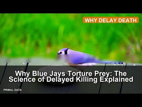 Why Blue Jays Torture Prey: The Science of Delayed Killing Explained