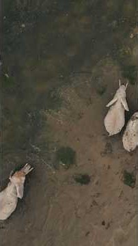 Watch episode two of Living with the Wild now