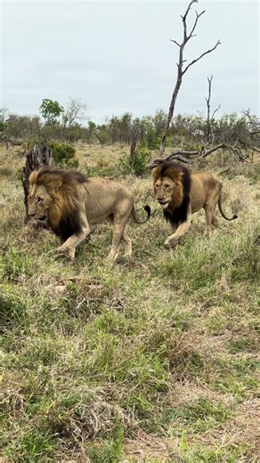 These Lions Are HUGE