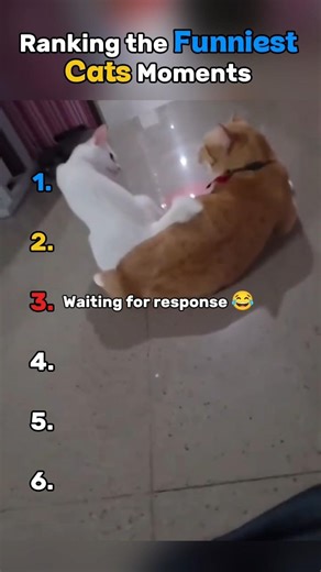 Ranking the Funniest Cats Moments 🤣. #funny .