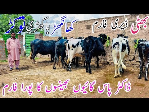 Biggest Dairy Farm in Pakistan | Top Quality Buffaloes & Cows for Sale | Heavy Milk Production 🐄💰