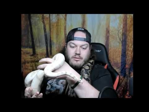 Ball Python Video