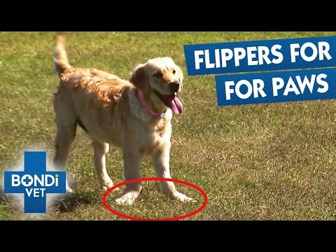 Deformed Legs Causes Puppy Extreme Pain | Bondi Vet