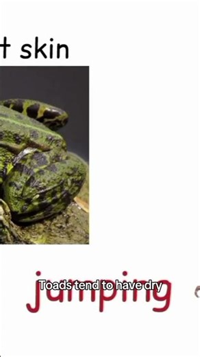 Frog vs Toad 🐸 Hopping or Walking?