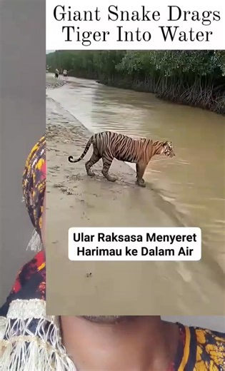 Look at how dis python killed dis tiger 🐆🐅🐆🐅🪱🪱🪱🪱🪱🪱🪱🪱🪱🪱 | Chijioke Nnaji