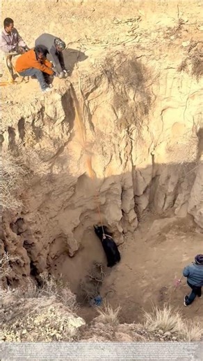 Pigs trapped in a deep pit: the rescue process.