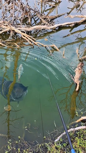The strike of a large fish came as a surprise #amazing #fishing #fishingvideo #shorts #viralvideo