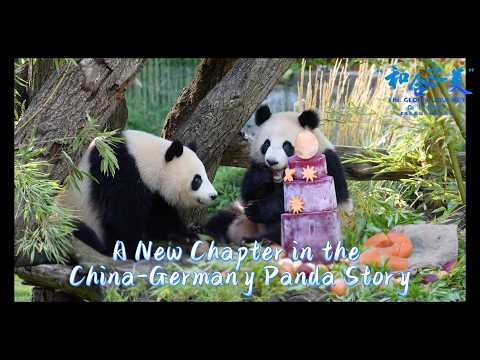 A New Chapter In The China-Germany Panda Story | iPanda
