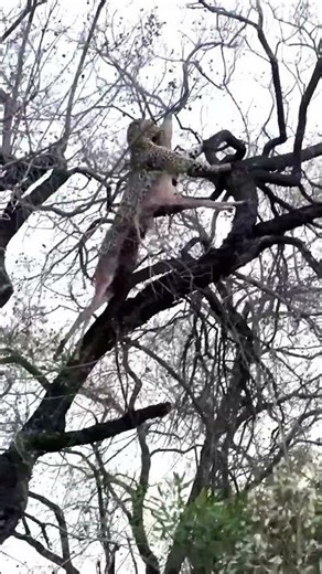 Epic Leopard Hoist Caught On Camera!