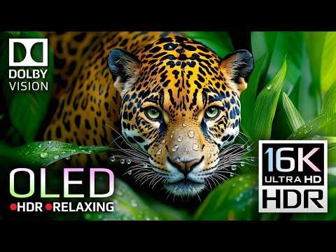 Unbelievable Wild Animals & Nature Video | 16K Dolby Vision OLED HDR Test (8K, 4K Video Ultra HD)