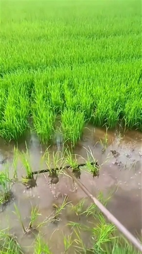 Smart Manual Rake Tool for Fast Paddy Field Weeding