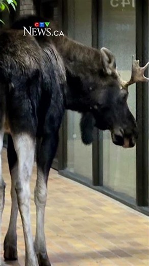 Moose crashes into Calgary office building