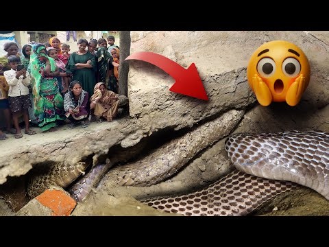 इस घर में बहुत ही अजीबो गरीब कारनामा, एक साथ नाग नागिन का रेस्क्यू कैसे किया!😱 Nag Nagin Recue