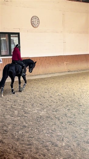 Understanding Zimtstern Dressage in Sport Horse Training