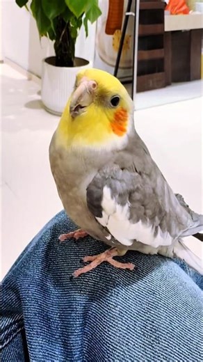 Check out Jackie the cockatiel singing the Cookie Song! So cute! 🎶🦜😍 #cockatielscraze