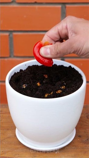 Plant Care: Keeping Your Green Friends Happy & Safe!