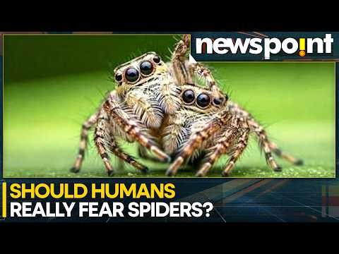 Spiders Useful To Humans as They Eat Disease-carrying Insects Like Mosquitoes: Report | WION