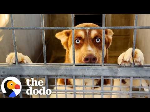 Confused Husky Puppy Learns How To Be A Dog | The Dodo