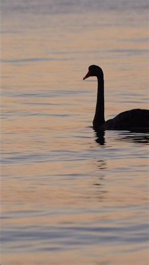 Carl Doy - Le Cygne (The Swan) | Camille Saint-Saëns