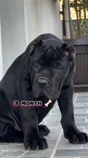 30 Days to One Year Cane Corso transformation #feed #dog #canecorso #love #pets #puppy
