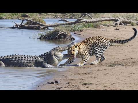 7 Most Lethal Encounters: Crocodile Ends the Leopard Legend!