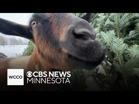 Goats on Elk River farm helping with Christmas tree, wreath disposal