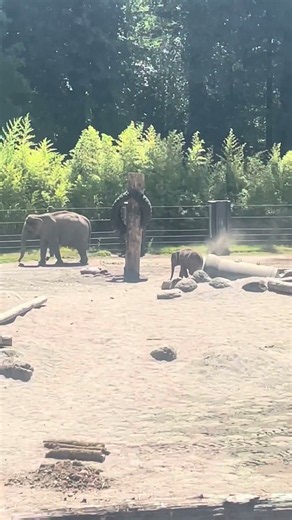 Great day to be a baby elephant!