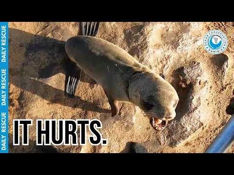 A Most Painful Rescue: Slicing Open Old Wounds To Free A Seal