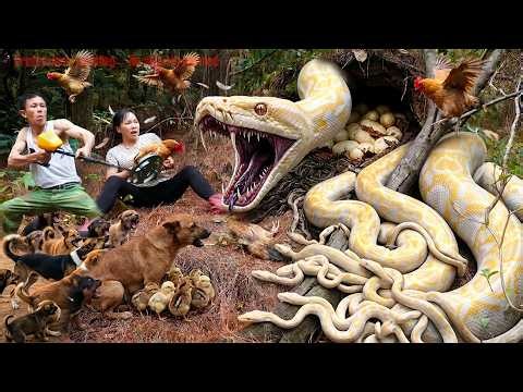 72 Hours 😱 Giant Python Nest EXPLODES – Hundreds of Baby Snakes Swarm the Farm